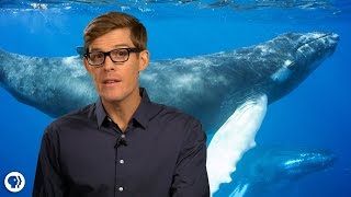 Amazing Facts About Whales [upl. by Anstus]