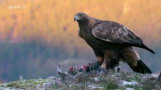 Das Leben des Königs der Berge  Steinadler Doku [upl. by Cindi]