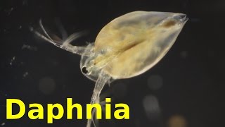 Daphnia [upl. by Evangelin214]