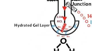 How a pH meter works [upl. by Lynde]