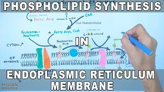 Phospholipid Synthesis in Endoplasmic Reticulum Membrane [upl. by Hsan]