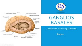 Ganglios Basales y la Vía Directa Part1 [upl. by Gallager]