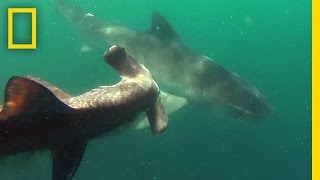 Tiger Shark vs Hammerhead Shark  National Geographic [upl. by Anayi]