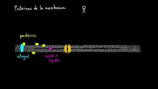 Proteínas de la membrana celular  Khan Academy en Español [upl. by Enomrej8]