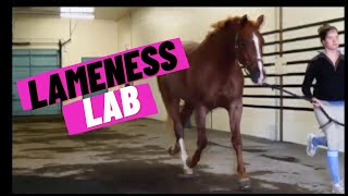 Lameness Lab 1 Is this horse lame [upl. by Rodrick]