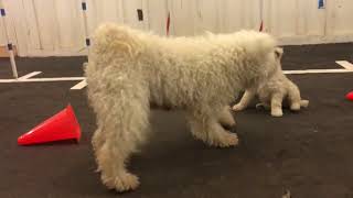 Catskill Pumi I litter Seven weeks old [upl. by Gaspard]