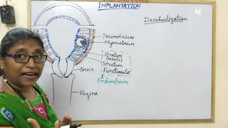 Decidualization amp Types of Decidua [upl. by Ahsial]