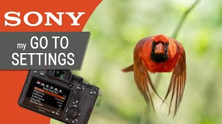 My Sony Camera Settings for Wildlife amp Bird Photography For A7RIV A7RII A9 A9II [upl. by Edina639]