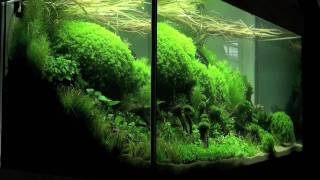 Aquascaping  Aquarium Ideas from The Art of the Planted Aquarium 2011 part 1 [upl. by Ahsenet511]