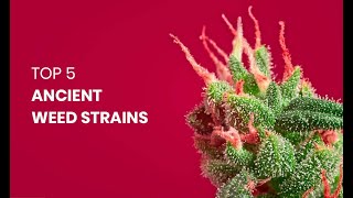 Top 5 Ancient Weed Strains [upl. by Einahteb]