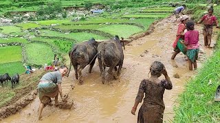 Primitive Way To Paddy Farming in Nepali Village  Nepali Mountain Lifestyle  IamSuman [upl. by Anairb]