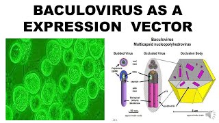 BACULOVIRUS EXPRESSION SYSTEM [upl. by Amoritta]