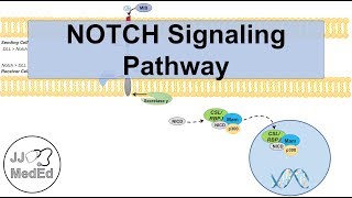 Notch Signaling Pathway  Purpose and Mechanism [upl. by Iman]