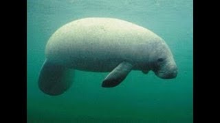 Facts The Manatee [upl. by Lesab762]