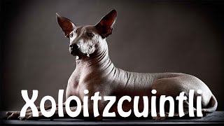 How To Pronounce Xoloitzcuintli [upl. by Studley]