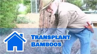 Bamboo Growing 101  How to Transplant Bamboos [upl. by Lyman]