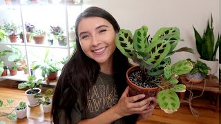 Maranta Full Plant Care Guide  Propagation [upl. by Alyson]