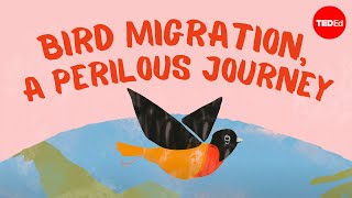 Bird migration a perilous journey  Alyssa Klavans [upl. by Halimak]