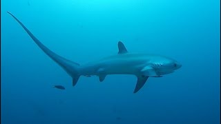 Facts The Thresher Shark [upl. by Shepard]