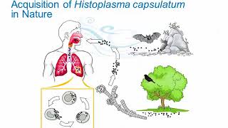 Dimorphic Fungi Histoplasmosis Hot Topic [upl. by Schlessel]