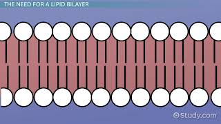 Lipid Bilayer Definition Structure amp Function [upl. by Marietta]