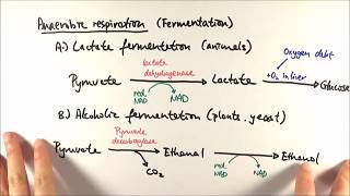 A2 Biology  Anaerobic respiration OCR A Chapter 185 [upl. by Yousuf]