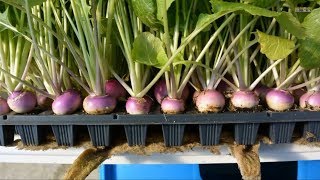 Hydroponics  at Home and for Beginners [upl. by Siegler]