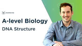 DNA Structure  Alevel Biology  OCR AQA Edexcel [upl. by Kelam]