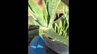 Adult Aloe Vera Plant with Multiple Pups Growing From the Same Pot [upl. by Aihtibat]