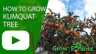 How to grow Kumquat tree Easy to grow [upl. by Cinderella]