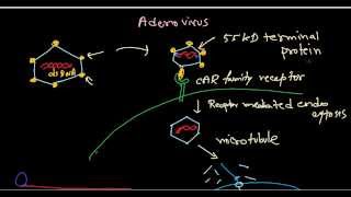 Adenovirus life cycle [upl. by Levitan]