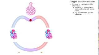 Oxygen transport  methods and oxyhemoglobin [upl. by Ainafetse324]