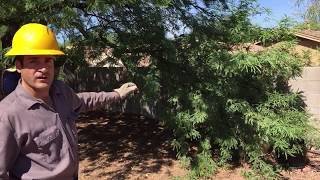 Tree Pruning Reduction Vs Thinning Arborist Advice [upl. by Galen]