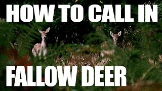 How to Call in Fallow Deer [upl. by Oiromed]