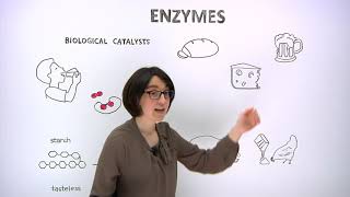 What are enzymes [upl. by Luanni]