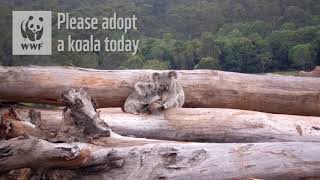 Koala Habitat and Diet [upl. by Gerc674]