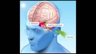 How Hearing Works [upl. by Vere]