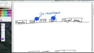 Cre lox system of transcriptional control [upl. by Flip769]