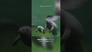 Gentle Giants of the Sea Manatee Facts and Conservation [upl. by Lindie]