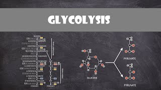 Glycolysis  Biochemistry [upl. by Nilyarg352]