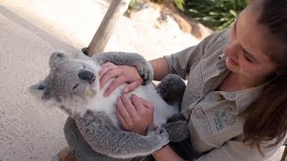 Chilled Koala Loves Cuddles [upl. by Rabma]