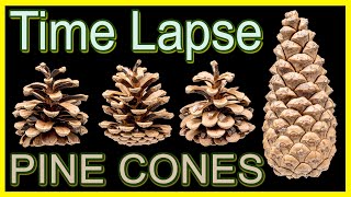 Pine Cones Opening Time Lapse [upl. by Eelirrem169]