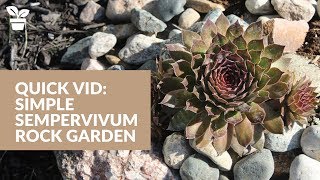 Simple Sempervivum Rock Garden  Hen and Chicks Succulent Garden [upl. by Lovering693]