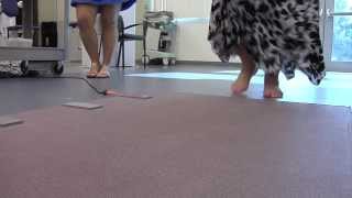 Gait analysis [upl. by Arremat]