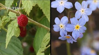 Comment planter un framboisier au jardin   Truffaut [upl. by Adnofal747]