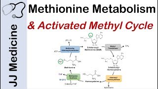 Methionine Metabolism and Activated Methyl Cycle  Pathway and Purpose [upl. by Neemsay]