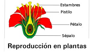 Reproducción en plantas  Ciencias Naturales [upl. by Dleifrag]