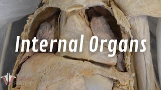 The Real Human Body Internal Organs of the Thorax [upl. by Anirod701]