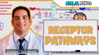 Endocrinology  Receptor Pathways [upl. by Etnoid]