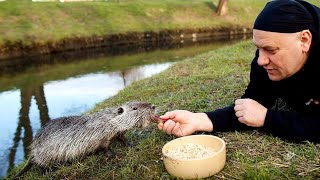 Nutrie w Rybniku dobrze czy źle [upl. by Hashimoto]